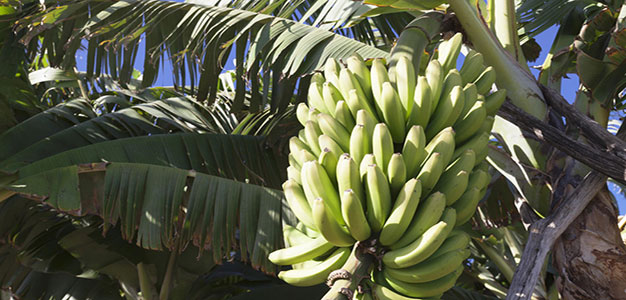 Banana_Tree_Markus_Lange