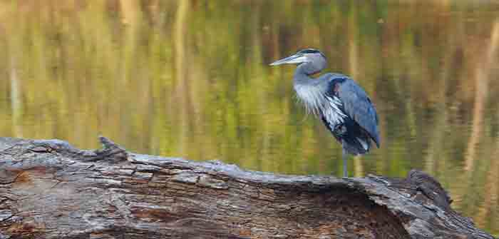 Blue_Heron_James_Rivers_Virginia_The_T