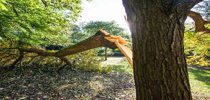 Broken_Tree_Limb