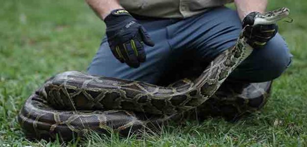 Burmese_Pythons_GettyImages