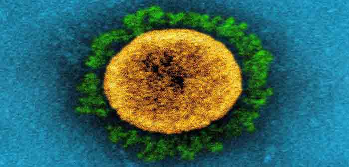 Coronavirus_Spike_Protein