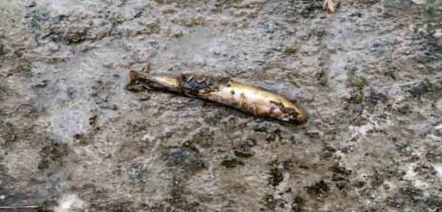 East_Palestine_Water_Chemical_in_Stream_Dead_Fish