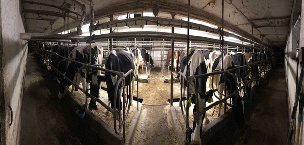 Farm_Barn_Cows