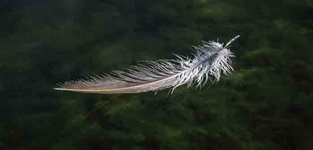 Feather_Floating_in_Air