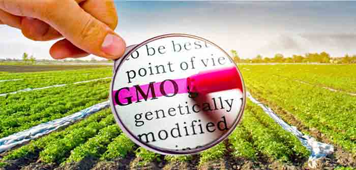 GMO