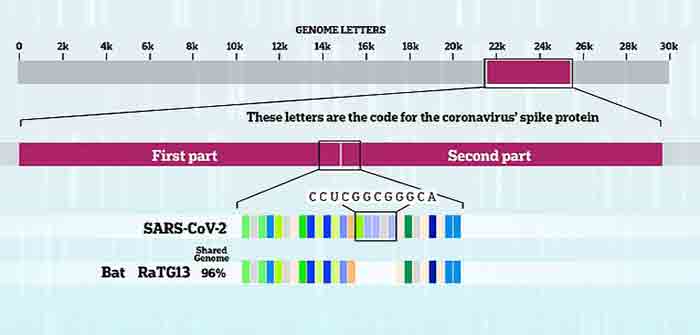 Genome_Letter_Coronavirus