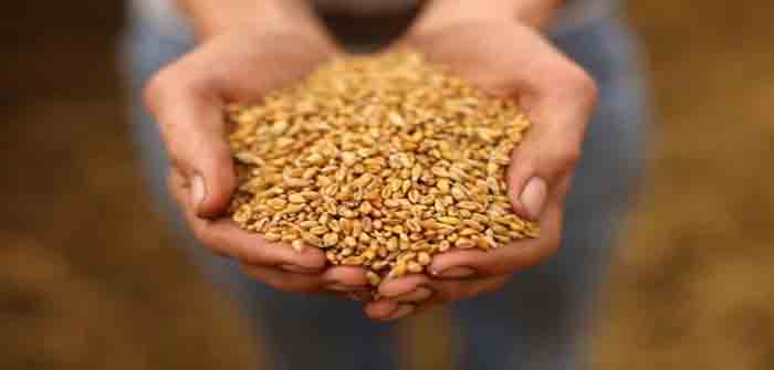 Grain_Food_Farm_Farming