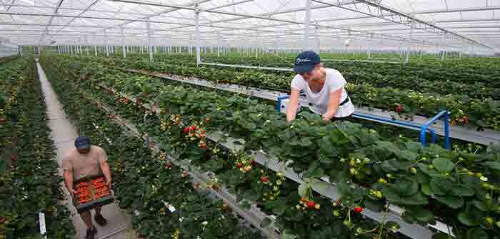 Greenhouse_Nursery