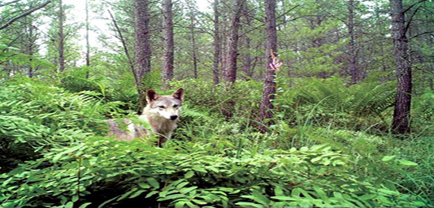 Grey_Wolf_Wisconsin_Department_of_Natural_Resources