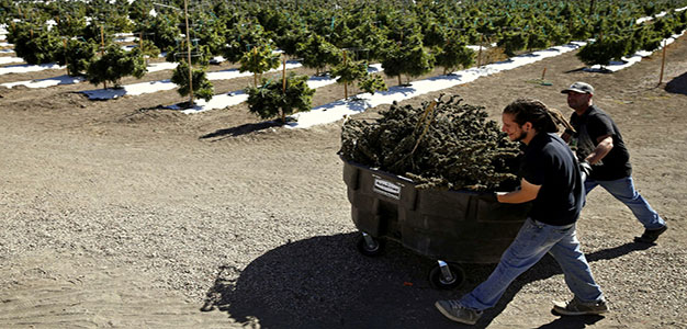 Harvested_marijuana_plants_AP_Bennnan_Linsley