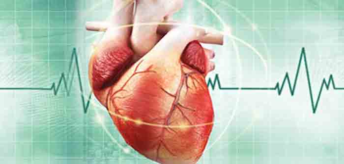 Heart_cardiovascular