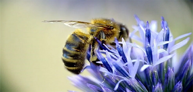 Honey_Bee