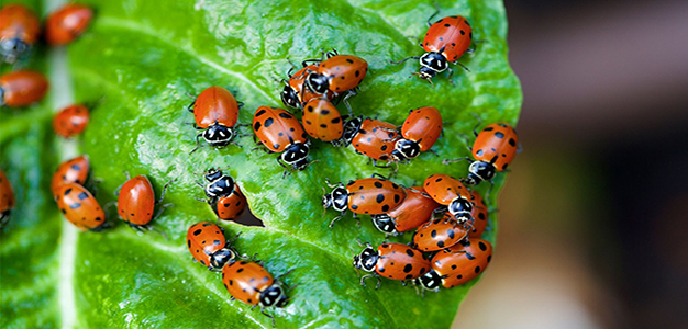 Ladybugs_iStock