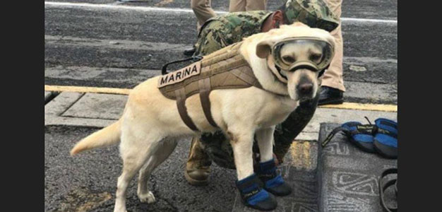 Marina_Rescue_Dog_DoD_Military