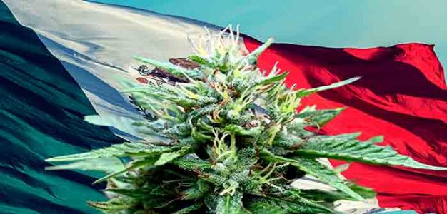Mexico_Cannabis_Marijuana