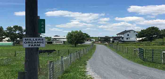 Millers_Amish_Farm_in_Pennsylvania