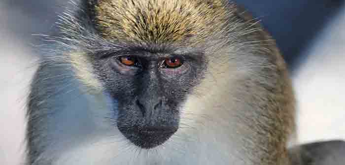 Monkey_Colony_Florida