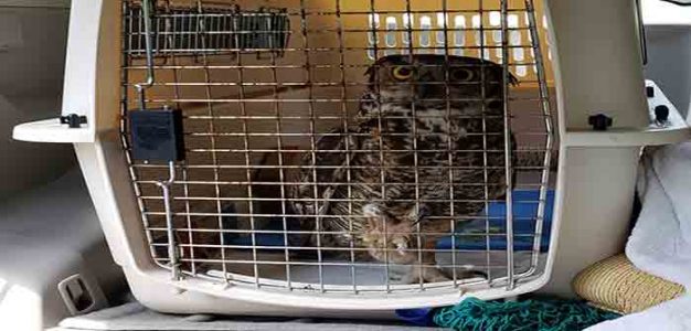 Owl_Release_Tuckahoe_Creek_Wildlife_Area