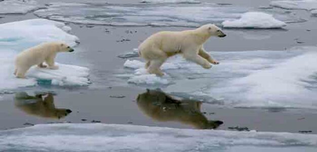 Polar_Bears_Climate_Change_Shutterstock