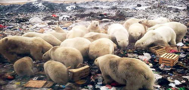 Polar_Bears_Invade_Russia