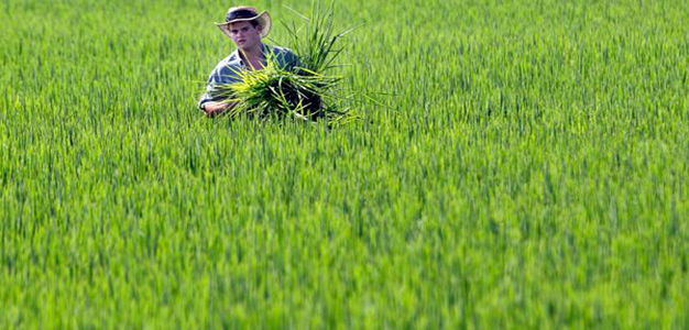Rice_field_farming_agriculture