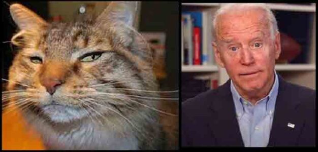 Suspicious_Cat_Confused_Joe_Biden