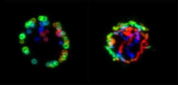 T_cell_immunity_coronavirus