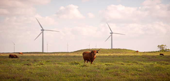 Texas_windmills_cows