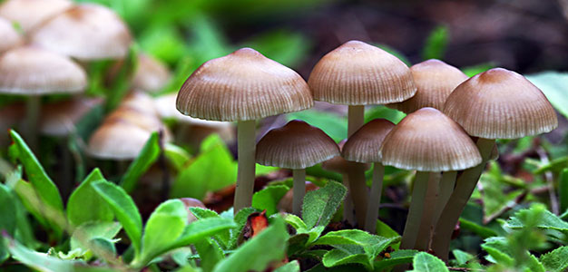 the-magic-of-mushrooms