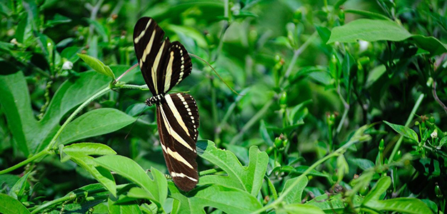 The_Butterfly_Center