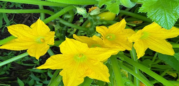 Vegetable_Plants