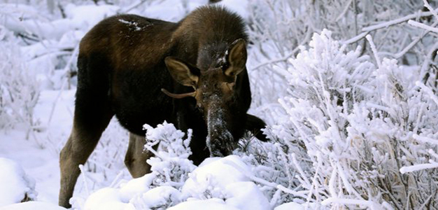 Weather_Moose_Snow