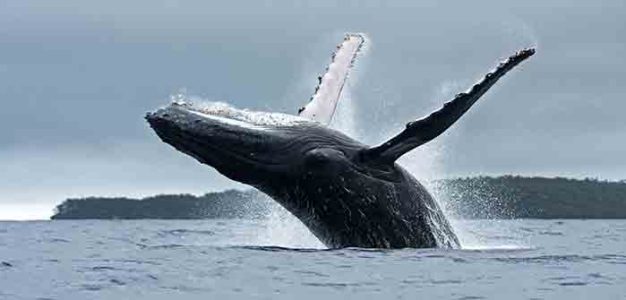 Whales_Buckelwal_Island_shutterstock