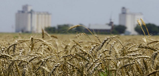 Wheat_field_AP