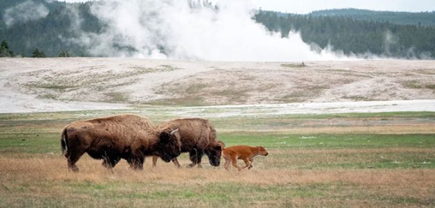 Yellowstone_Park_Bison_GettyImages