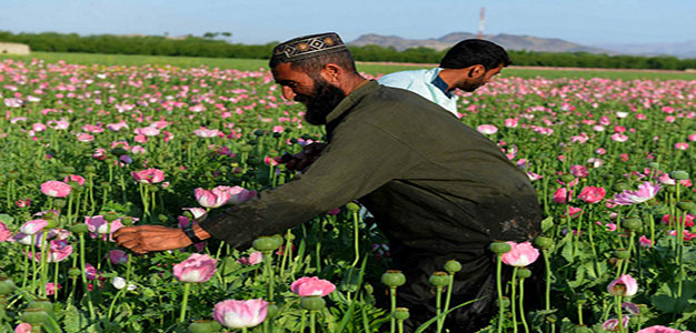 afghanistan_opium_farmers_heroin_gettyimages_Javed_Tanveer