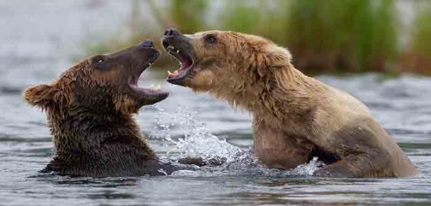 brown_bears_Flickr_US_Fish_and_Wildlife