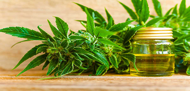 cannabis_hemp_oil_table