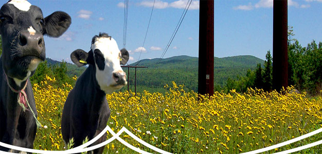 cows_vermont_electric_company