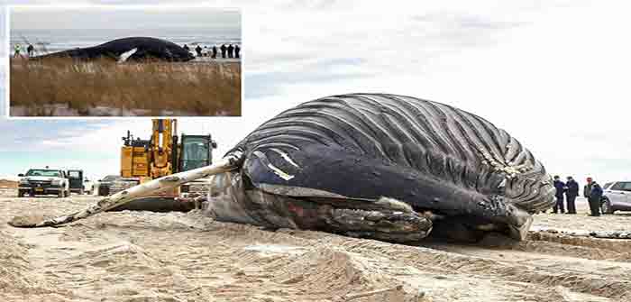 dead_whale_lido_beach_nassua_county