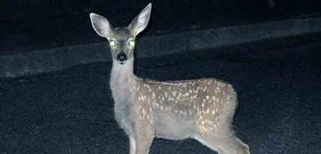 deer_in_headlights