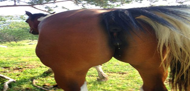 horses_ass
