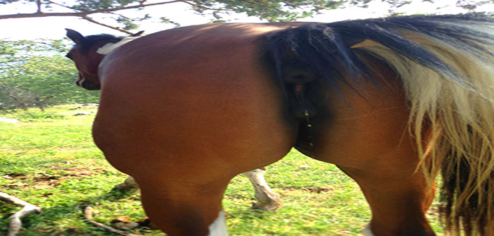 horses_ass