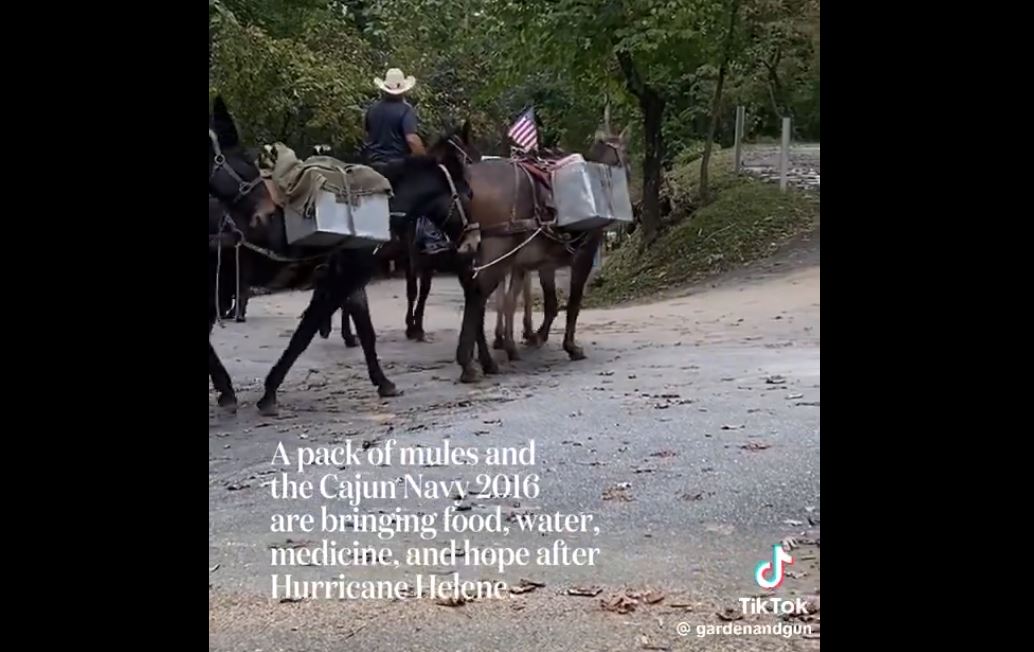 hurricane _Helene_pack_mules_nc_flood_victims