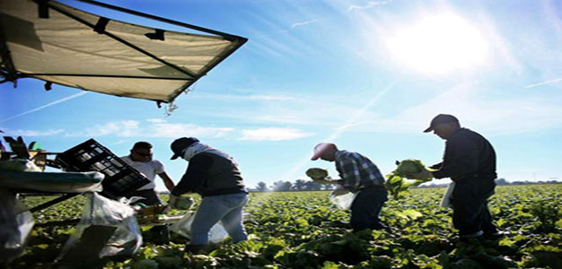 immigrants_working_farm_afp