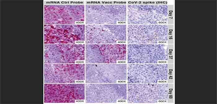 mRNA_Spike_Proteins