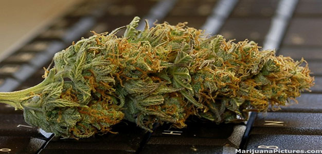 marijuana_green-bud