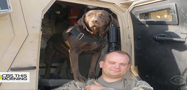 military_dog_k_9_medal_of_courage_youtube