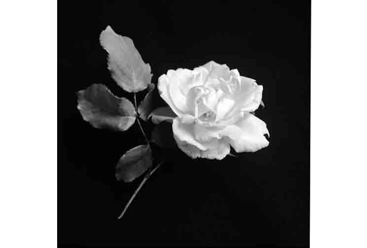 white_rose